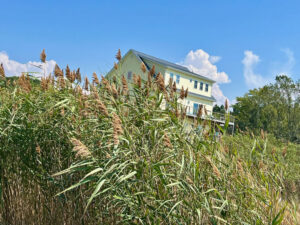 A green house with a blue roof behind tall grass and reeds under a blue sky.